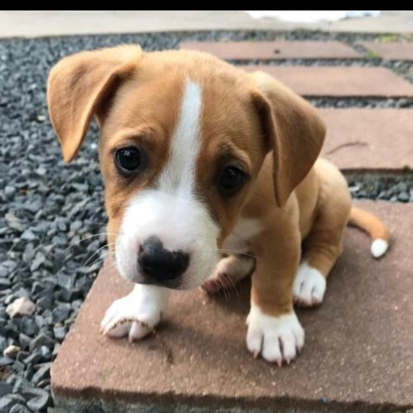 Meet your Posher, Lindsey - Picture 1 of 1